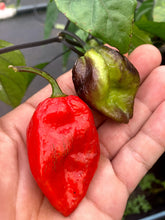 Load image into Gallery viewer, Mojo Red (Pepper Seeds)