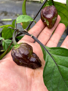 Mojo Red (Pepper Seeds)