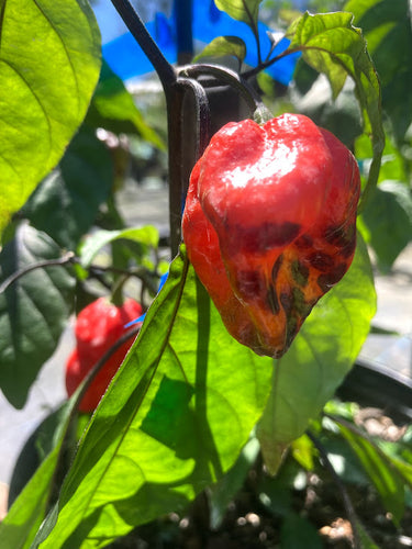 Mojo Red (Pepper Seeds)
