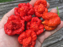 Load image into Gallery viewer, Trinidad Moruga Scorpion (Blend) (Pepper Seeds)