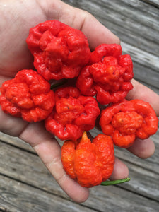 Trinidad Moruga Scorpion (Blend) (Pepper Seeds)