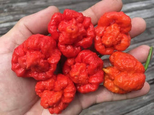 Trinidad Moruga Scorpion (Blend) (Pepper Seeds)