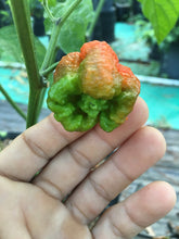 Load image into Gallery viewer, Trinidad Moruga Scorpion (Blend) (Pepper Seeds)