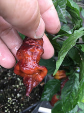 Load image into Gallery viewer, Maroon Tiger (Pepper Seeds)