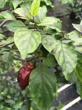 Load image into Gallery viewer, Maroon Tiger (Pepper Seeds)