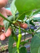 Load image into Gallery viewer, Murupi Rondoniense (Pepper Seeds)