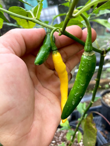 Murupi Rondoniense (Pepper Seeds)