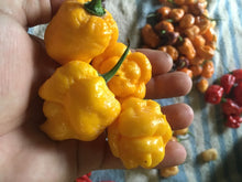 Load image into Gallery viewer, Scorpion Moruga Yellow (Pepper Seeds)