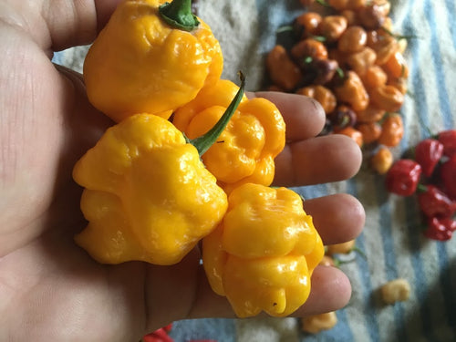 Scorpion Moruga Yellow (Pepper Seeds)