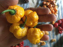 Load image into Gallery viewer, Scorpion Moruga Yellow (Pepper Seeds)