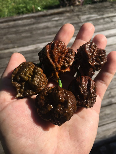 NagaBrains Chocolate