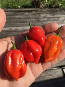 NagaBon Red (Pepper Seeds)