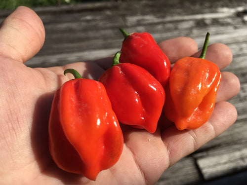 NagaBon Red (Pepper Seeds)