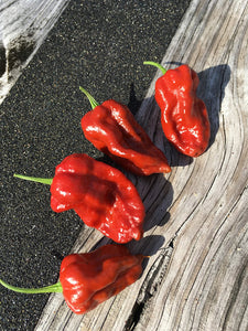 Naga Caramel (Pepper Seeds)