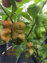 Load image into Gallery viewer, Naglah Mustard (Pepper Seeds)