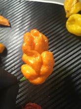 Load image into Gallery viewer, Naglah Orange (Pepper Seeds)