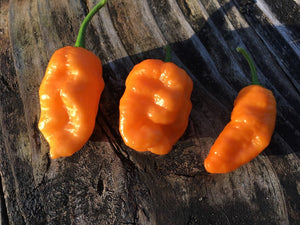 Naglah Orange (Pepper Seeds)