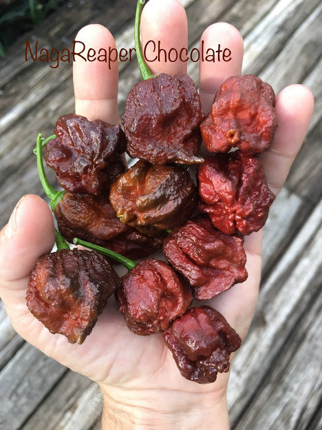 NagaReaper Chocolate (Pepper Seeds)