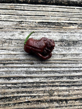Load image into Gallery viewer, NagaReaper CRC (Pepper Seeds)