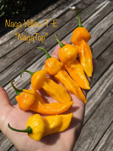NagaTop Yellow (Pepper Seeds)