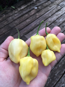 Naga "White" (7 Pot Pheno)(Pepper Seeds)