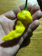 Load image into Gallery viewer, NagaTop Yellow (Pepper Seeds)