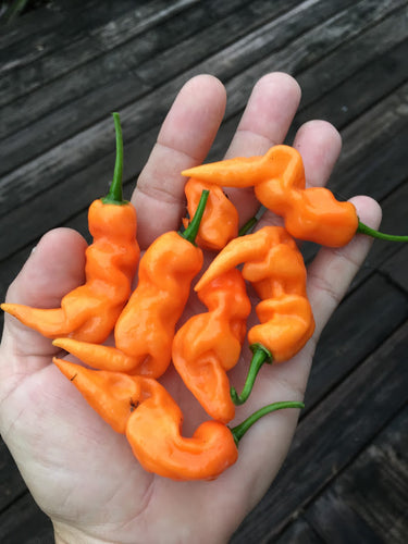 Habanero Orange Lightning (Pepper Seeds)