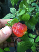 Load image into Gallery viewer, Orion (Pepper Seeds)