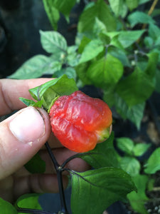 Orion (Pepper Seeds)