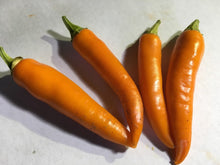 Load image into Gallery viewer, Thai Large Orange (Pepper Seeds)