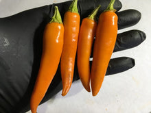 Load image into Gallery viewer, Thai Large Orange (Pepper Seeds)