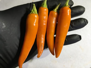 Thai Large Orange (Pepper Seeds)