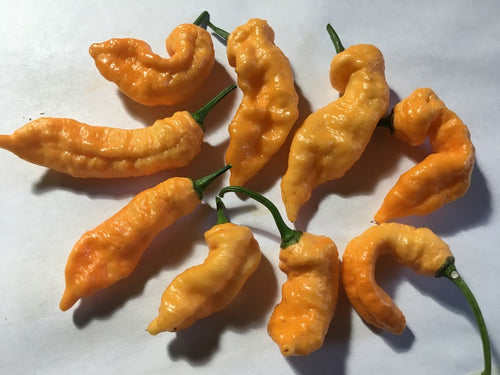 Orange & Peach TurdCicle (Combo Pack)(Pepper Seeds)
