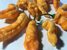Load image into Gallery viewer, Orange &amp; Peach TurdCicle (Combo Pack)(Pepper Seeds)