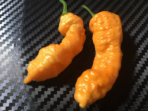 Orange & Peach TurdCicle (Combo Pack)(Pepper Seeds)