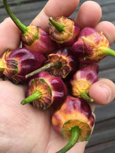 Load image into Gallery viewer, M.A.M.P. Purple BerryGum (Pepper Seeds)