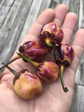 Load image into Gallery viewer, M.A.M.P. Purple BerryGum (Pepper Seeds)