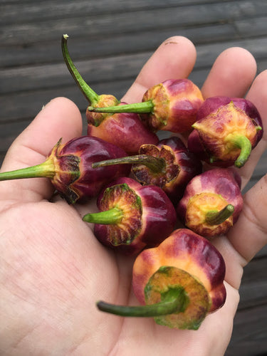 M.A.M.P. Purple BerryGum (Pepper Seeds)