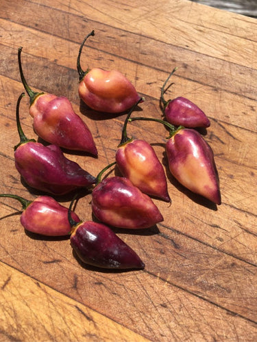 M.A.M.P. Berry (Pepper Seeds)