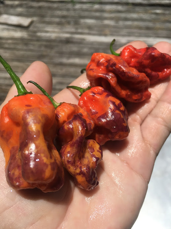 Purple BhutWrecker (Pepper Seeds)