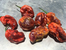 Load image into Gallery viewer, Purple BhutWrecker (Pepper Seeds)