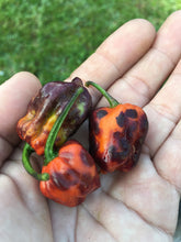 Load image into Gallery viewer, Purple BhutWrecker (Pepper Seeds)