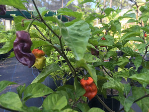 Purple BhutWrecker (Pepper Seeds)