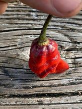 Load image into Gallery viewer, PD Horizon (Pepper Seeds)
