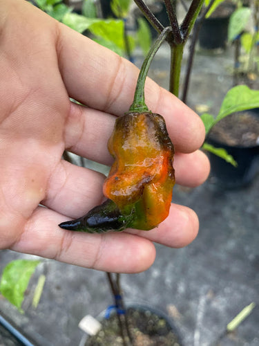 PD Horizon (Pepper Seeds)