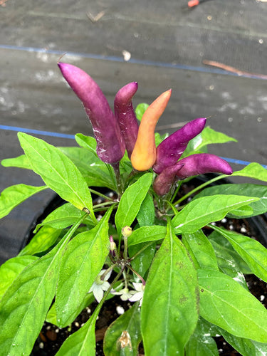 Purple Explosion 