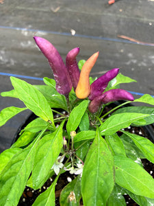 Purple Explosion "Deep Purple" (Pepper Seeds)