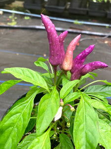 Purple Explosion "Deep Purple" (Pepper Seeds)