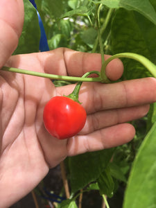 Malawi Sweet Piquante  (Pepper Seeds)