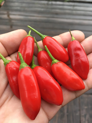 Purple Flower Baccatum (Pepper Seeds)